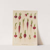 Radishes (1876-1886) by Ernst Benary