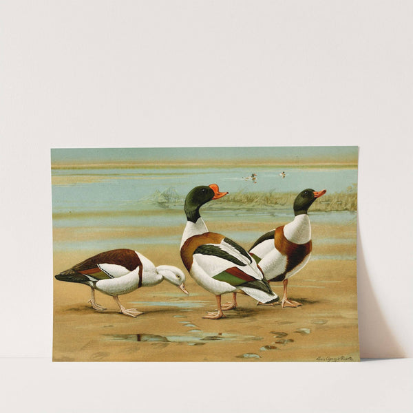 Radjah Sheldrake, Common Sheldrake by Louis Agassiz Fuertes