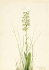 Ragged Fringe-orchid (Habenaria lacera) (1918)