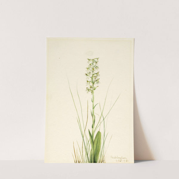 Ragged Fringe-orchid (Habenaria lacera) (1918) by Mary Vaux Walcott