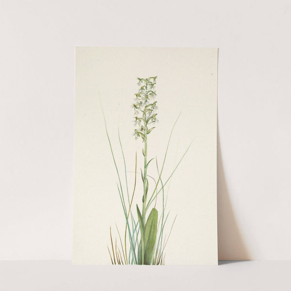 Ragged Fringe-orchid. Habenaria lacera (1925) by Mary Vaux Walcott