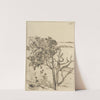 Ragged Tree – Maine (1903-1925) by Ernest Haskell