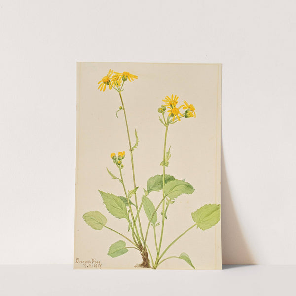 Ragwort (Senecio burkei) (1917) by Mary Vaux Walcott