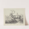 Raindeer (1829-1880) by Joseph Scholz