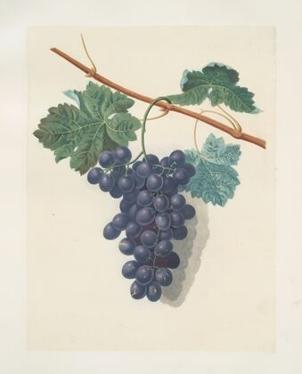 Raisin de Calmes (grapes). (1812)