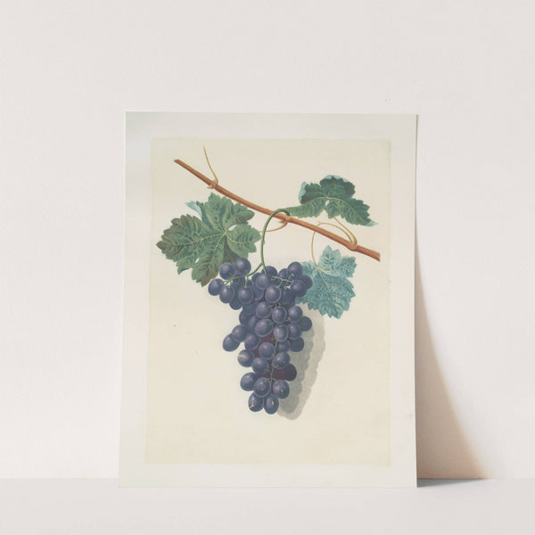 Raisin de Calmes (grapes). (1812) by George Brookshaw