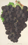 Raisin (nouveau) Muscat (noir) de Hambourg