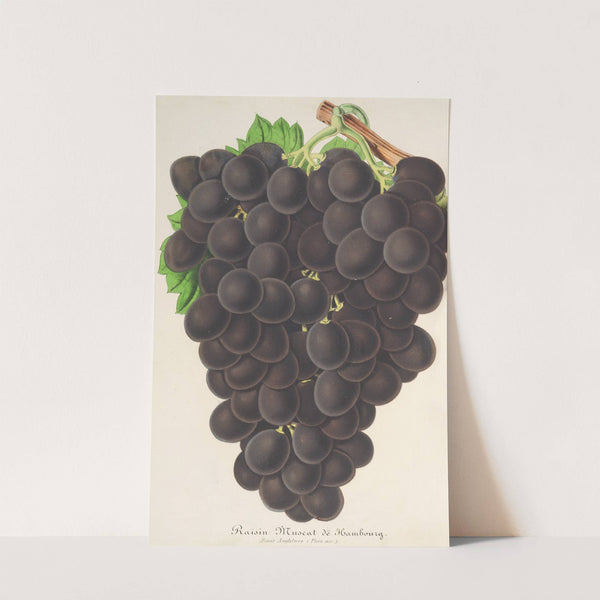 Raisin (nouveau) Muscat (noir) de Hambourg by Charles Antoine Lemaire