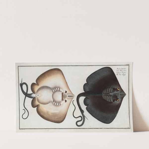 Raja Aquila, The Sea-Eagle. (1785-1797) by Marcus Elieser Bloch