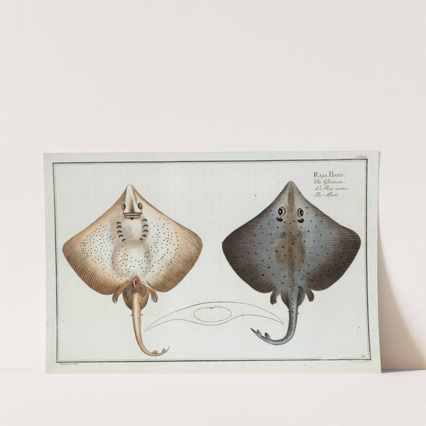 Raja Batis, The Skate. by Marcus Elieser Bloch