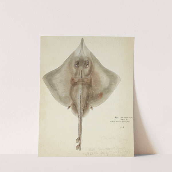 Raja nasuta (NZ): Rough skate (1877) by Frank Edward Clarke