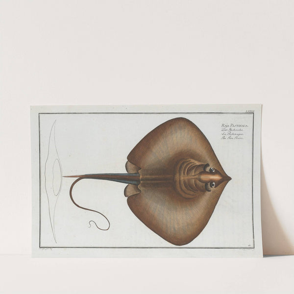 Raja Pastinaca, The Fire Flaire. by Marcus Elieser Bloch