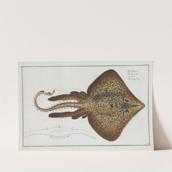 Raja Rubus, The Rough Ray. by Marcus Elieser Bloch