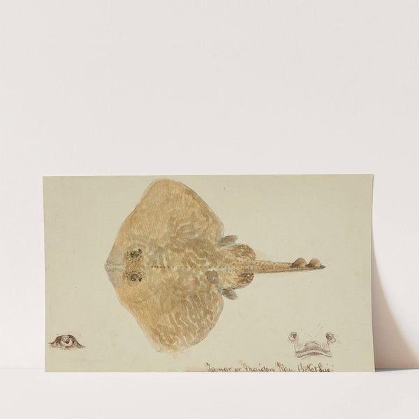 Rajidae (Skate) by Frank Edward Clarke