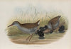 Rallus aquaticus. Water-Rail. (1862-1873)
