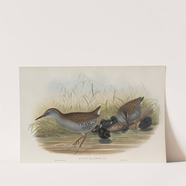 Rallus aquaticus. Water-Rail. (1862-1873) by John Gould