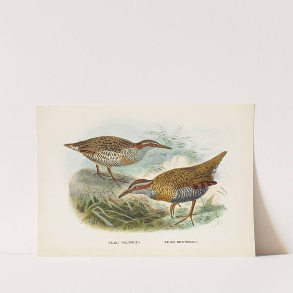 Rallus philipensis and Rallus dieffenbachii by John Gerrard Keulemans