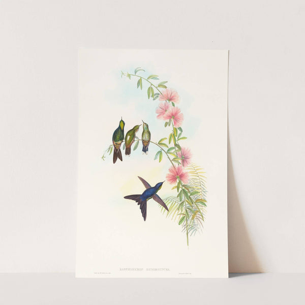 Ramphomicron microrhyncha (Small-billed Thornbill) by John Gould