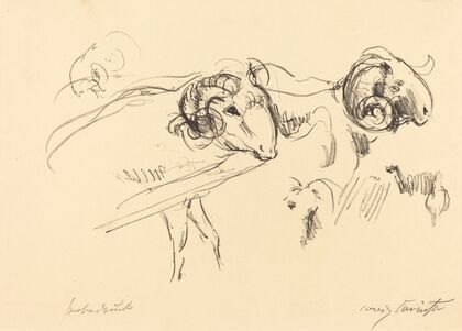Rams (Schafböcke)