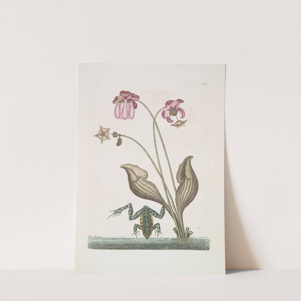 Rana Aquatica, The Water-Frog; Sarracena. by Mark Catesby