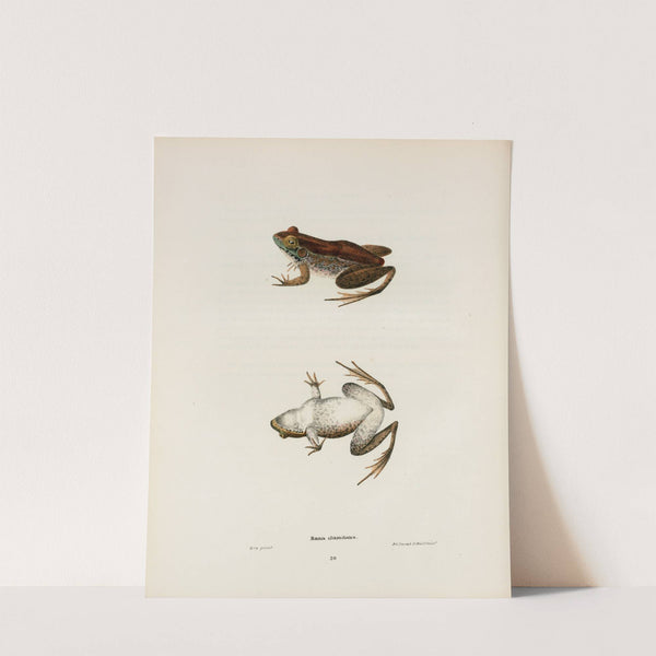 Rana clamitans by John Edwards Holbrook