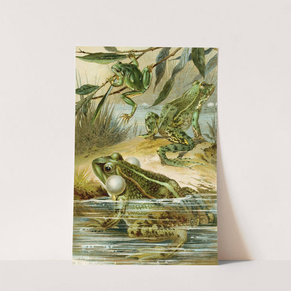 Rana esculenta, Rana esculenta ridibunda, Hyla arborea by Bruno Dürigen