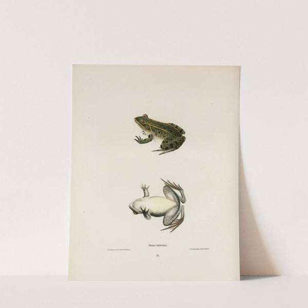 Rana halecina by John Edwards Holbrook