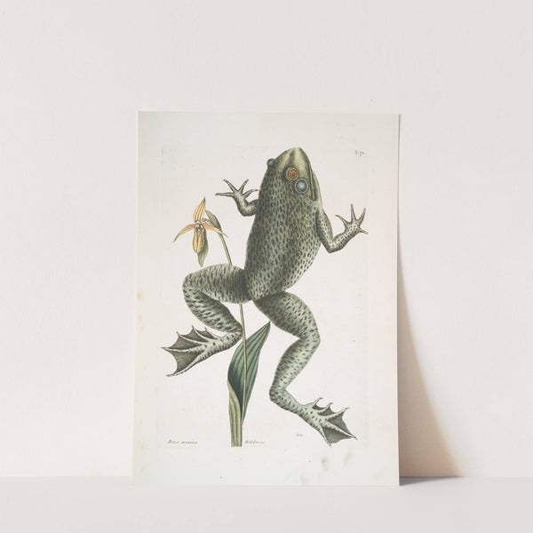 Rana maxima, The Bull-Frog; Helleborena, The Lady's Slipper of Pennsylvania. by Mark Catesby
