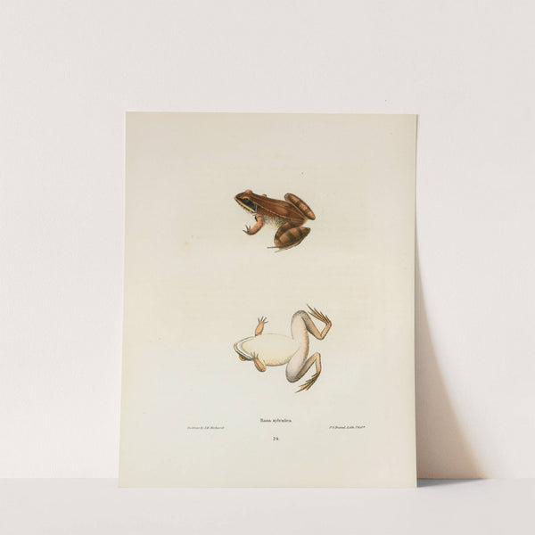 Rana sylvatica by John Edwards Holbrook