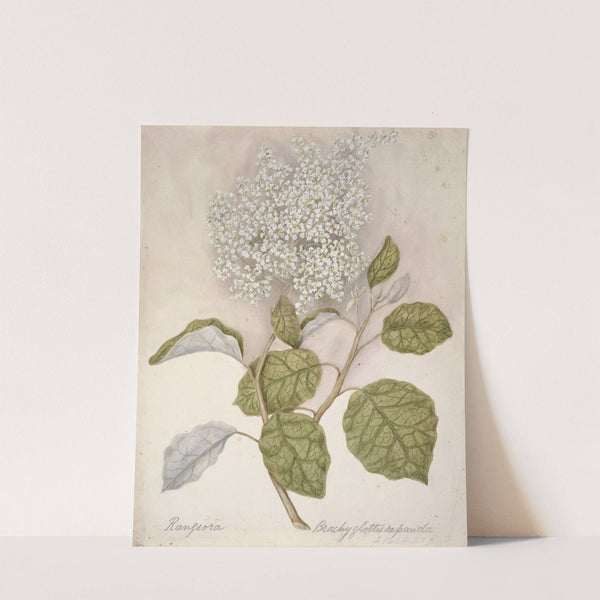 Rangiora by Sarah Featon