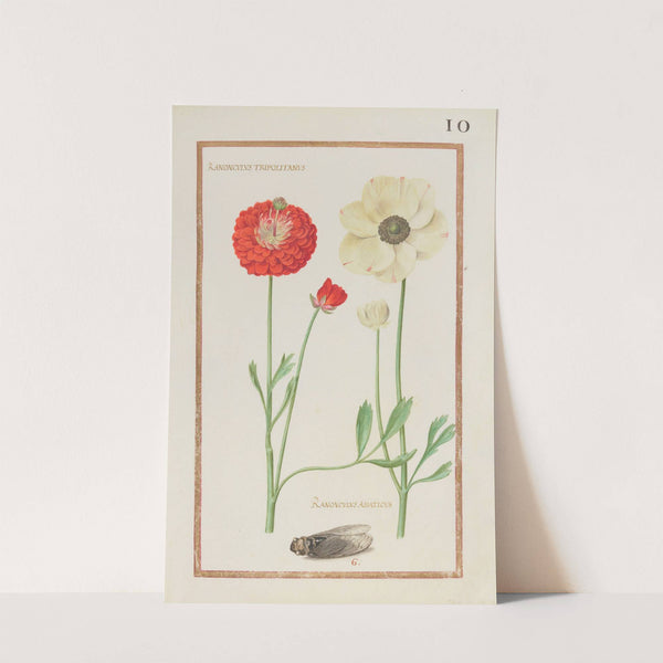 Ranonculus tripolitanus ; ranonculus asiaticus (1624) by Daniel Rabel