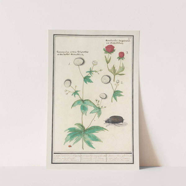 Ranonkels (Ranunculus) (1596-1610) by Anselmus Boëtius de Boodt