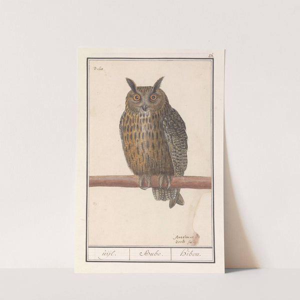 Ransuil (Asio otus) uijl. Bubo. hibou (1596-1610) by Anselmus Boëtius de Boodt