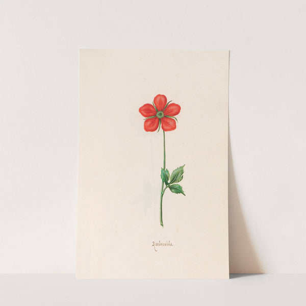 Ranünculüs (1692) by Magdelena Rosina Funck