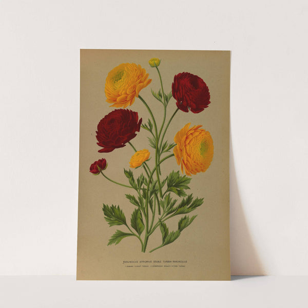 Ranunculus Africanus. Doublé Turban Ranunculus (1872-1881) by Arentina Hendrica Arendsen