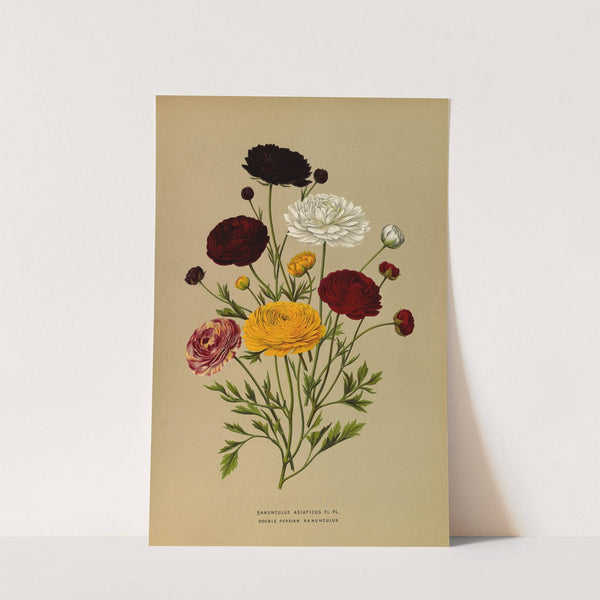 Ranunculus Asiaticus Fl.Pl.Doublé Persian Ranunculus (1872-1881) by Arentina Hendrica Arendsen