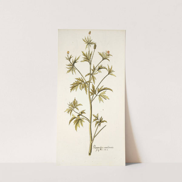 Ranunculus canadensis by Nikolaus Joseph Freiherr von Jacquin