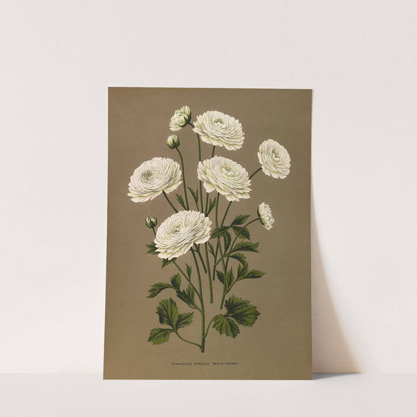 Ranunculus Hercules (White Turban} (1872-1881) by Arentina Hendrica Arendsen