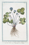 Ranunculus tridentatus vernus flore Sunplici violaceo – Erba Trinita – L’Hépatique des Jardins. (Livewort)