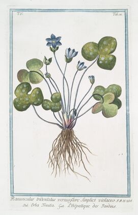 Ranunculus tridentatus vernus flore Sunplici violaceo – Erba Trinita – L’Hépatique des Jardins. (Livewort)