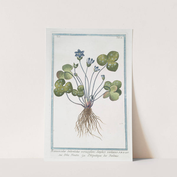 Ranunculus tridentatus vernus flore Sunplici violaceo - Erba Trinita - L'Hépatique des Jardins. (Livewort) by Giorgio Bonelli