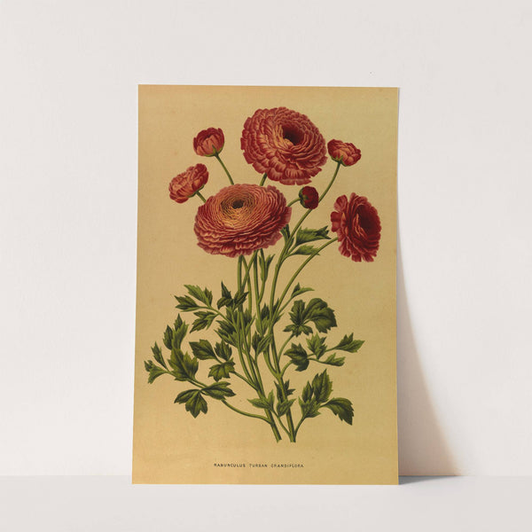 Ranunculus Turban Crandiflora (1872-1881) by Arentina Hendrica Arendsen