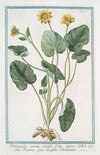 Ranunculus vernus rotundi-folius maior – Ficaria – La petite Chélidoine. (Yellow butter-cups)