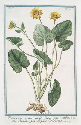 Ranunculus vernus rotundi-folius maior – Ficaria – La petite Chélidoine. (Yellow butter-cups)