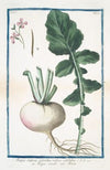 Rapa Sativa, rotonda, radice candida – Rapa vusuale – Rave. (Turnip)