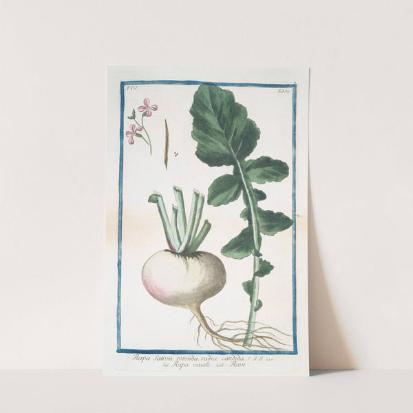 Rapa Sativa, rotonda, radice candida - Rapa vusuale - Rave. (Turnip) by Giorgio Bonelli