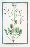 Raphanus caudatus, foliis pinnatis, pinnis confluentibus, tiliquis teretibus articulatis unilocularibus – Rafano caudato. (Rat-tail radish)
