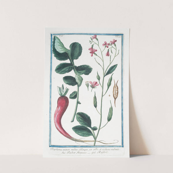 Raphanus minor, radice oblonga, ex albo, et violaceo rubente - Radice Francese - Raifort. (Radish) by Giorgio Bonelli