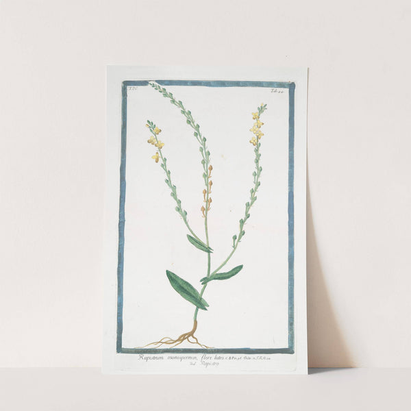 Rapistrum monospermon, flore luteo - Rapistro by Giorgio Bonelli