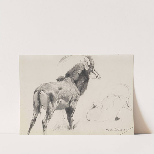 Rappenantilope (1912) by Wilhelm Kuhnert